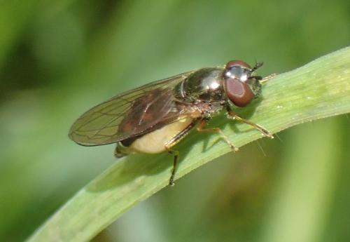 Melanostoma mellinum